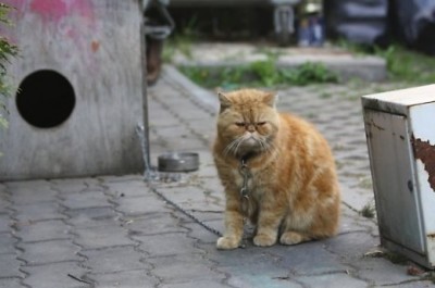 Кот ученый.jpg