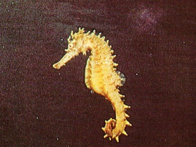 seahorse.jpg