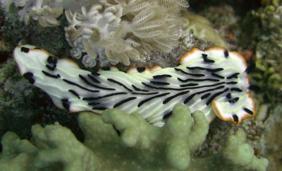 nudi.jpg