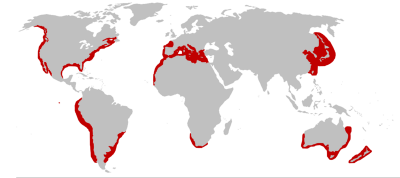 800px-Wiki-Carcharodon_carcharias.png