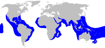 800px-Wiki-Carcharodon_carcharias.png