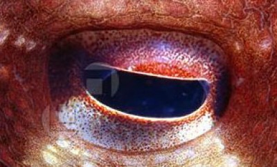 Octopus-Eye-113553.jpg