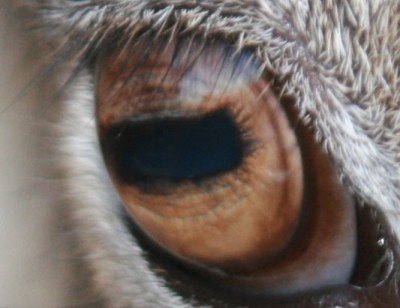 eye2.jpg