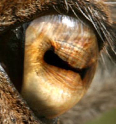 eye.jpg