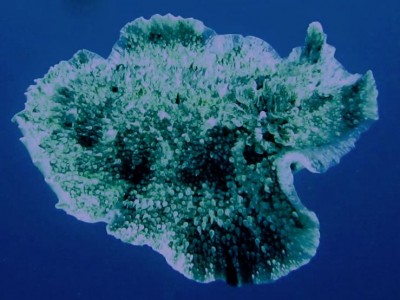 unknown-worm-4.jpg