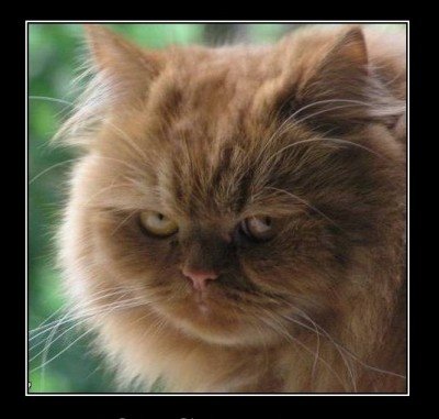 кот скептик 1.jpg