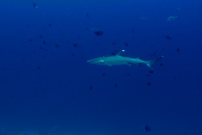 IMG_0875.jpg