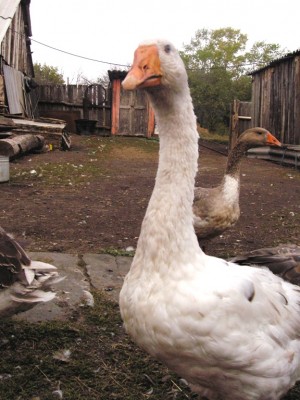 юбилей 043.jpg