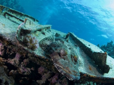 Best of the Red Sea 2010_78.jpg