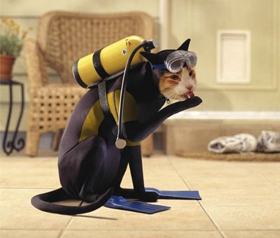 cat-diver.jpg