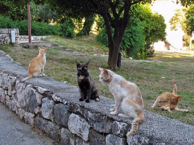 cats_croatia.jpg