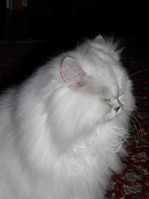 кот1.jpg