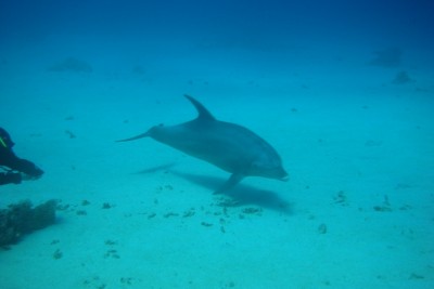 dolphinsmall.jpg