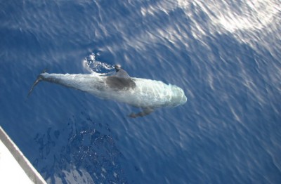 IMG_1898.jpg