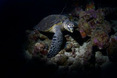 turtle.jpg