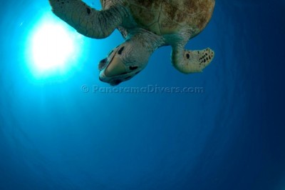 Best of the Red Sea.jpg