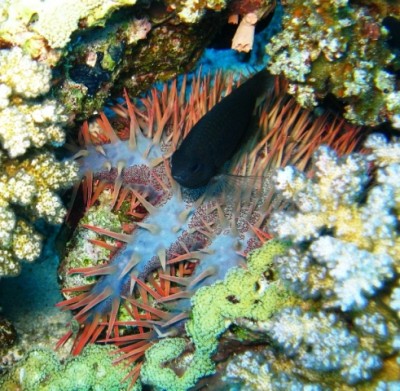 IMG_4522 tetis.JPG