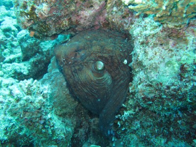 IMG_2097-demo.jpg