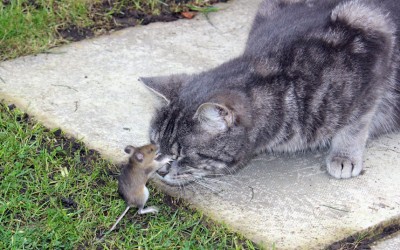 cat-and-mouse_2168340k.jpg