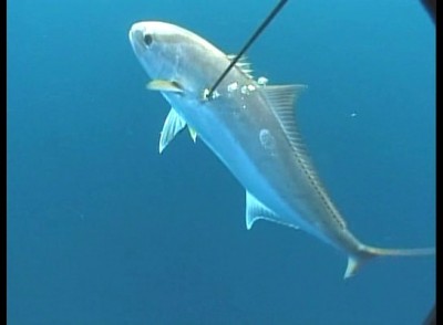 bscap017.jpg
