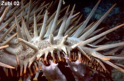 Acanthaster-plan-Detail.jpg