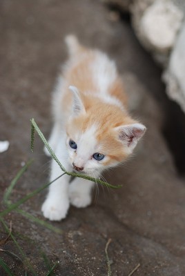 DSC_0377.jpg