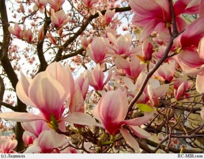magnolii.jpg