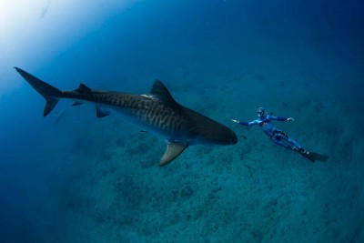 me-shark-diving02a.jpg