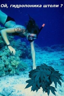 normal_diving.JPG