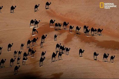 camels_and_shadows.jpg