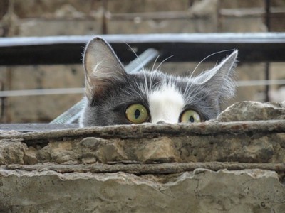 Кот.jpg