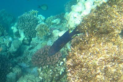 fish.jpg