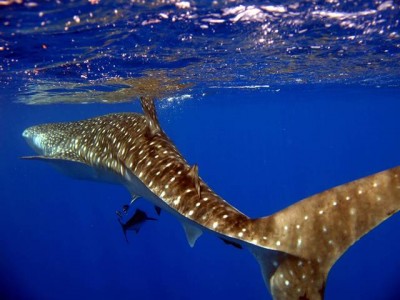 whale sharkjpg.jpg