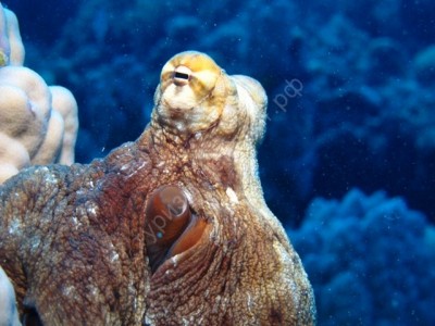 octopus.jpg