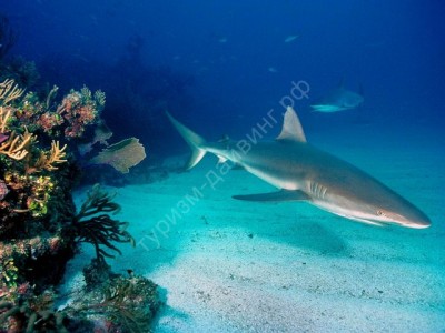 ocean_shark.jpg