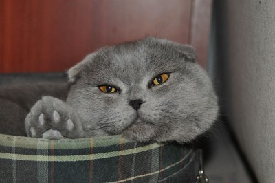 cat.jpg