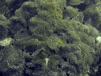 P4110472_pl.jpg