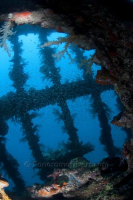 IMG_4446_1038 Thistlegorm EM105tet.jpg