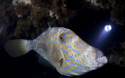 IMG_4207_1223 Thistlegorm Night25.jpg