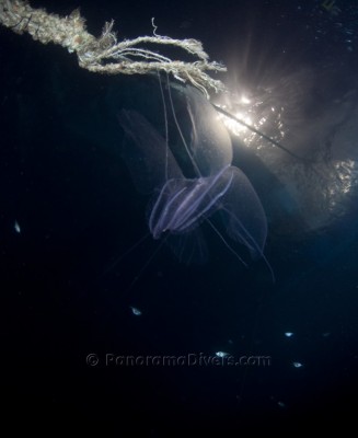 IMG_4317_1280 Thistlegorm Night81.jpg
