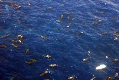 whale_sharks-6.jpg