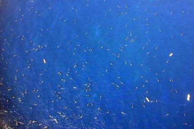 whale_sharks-5.jpg
