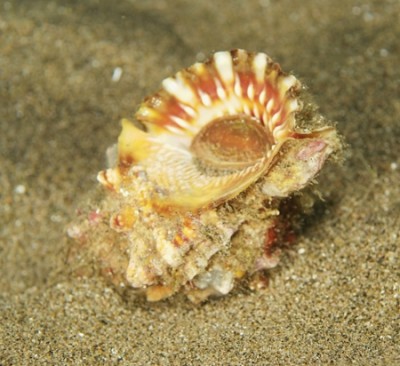 gastropod-0960s.JPG