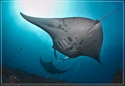1279348328_komodo-natural-14.jpg
