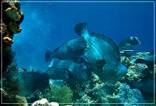 1279348203_komodo-diving-3.jpg