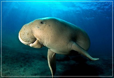 1279348176_komodo-diving-2.jpg