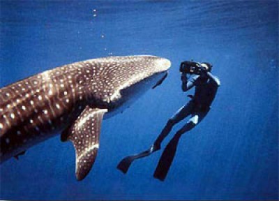whale_shark_300.jpg
