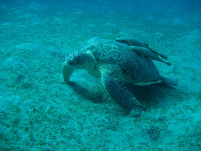 turtle.JPG
