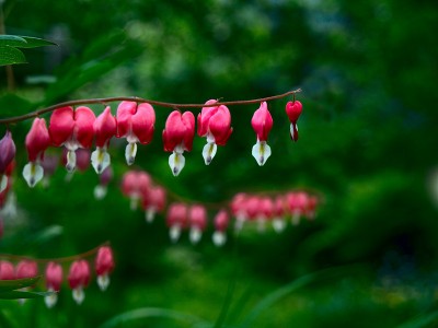 flowers.JPG