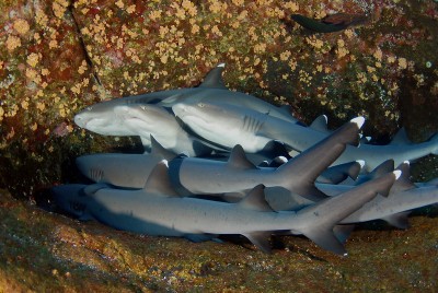 DSC_0111n.jpg
